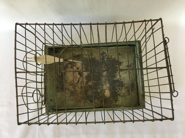 Lite Fuglebur i blikk